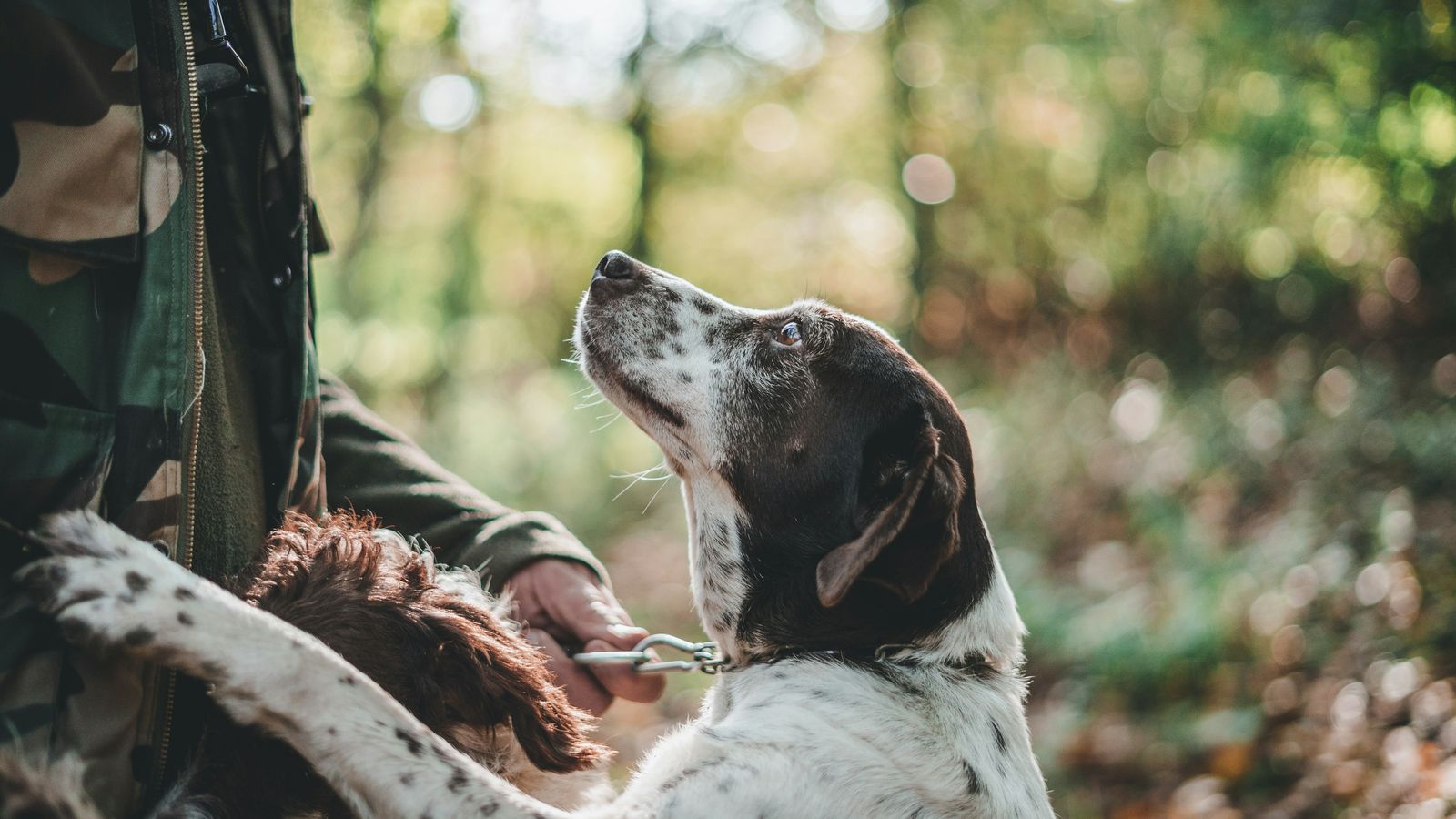 Chien truffier en forêt aux côtés de son maître