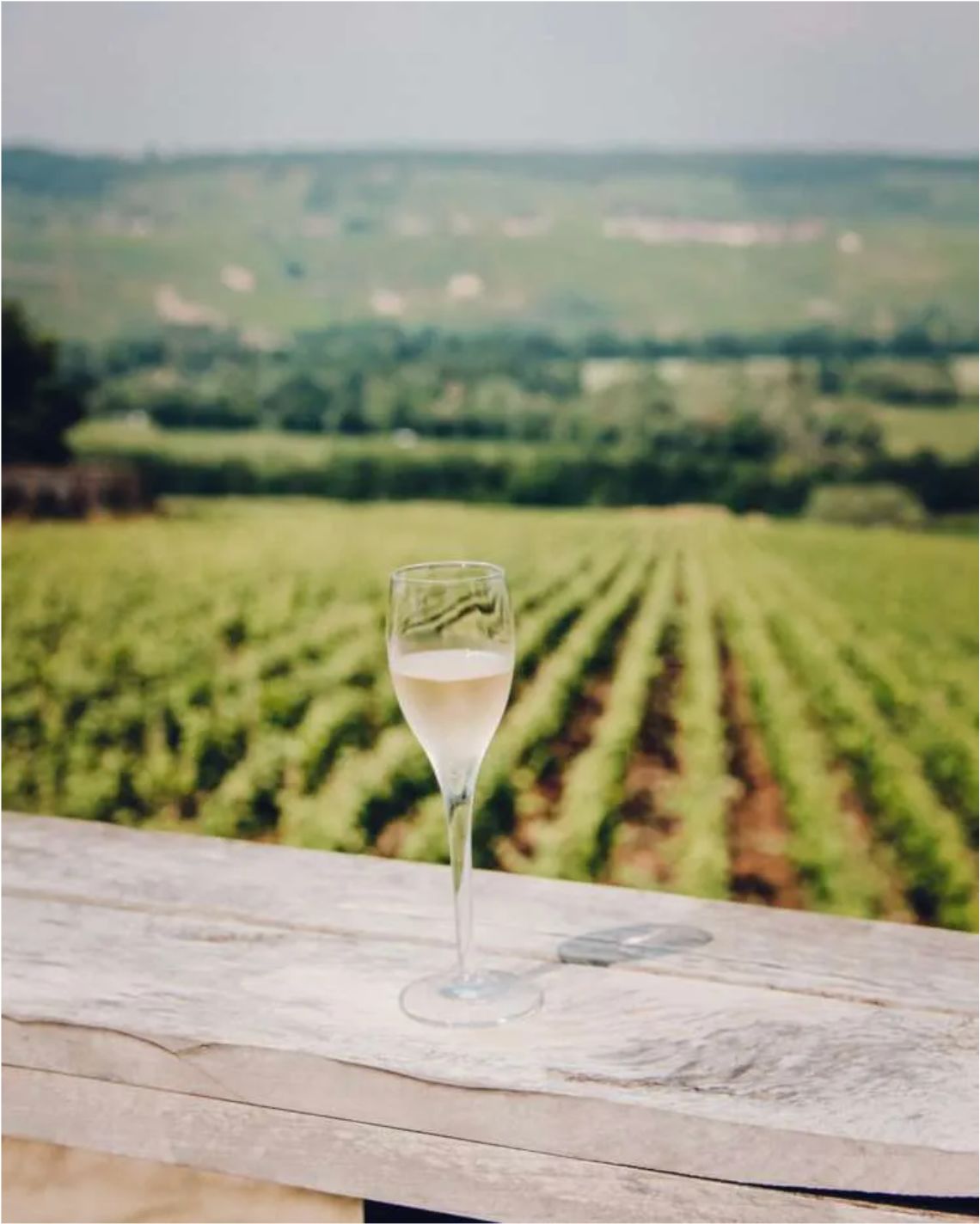 Facing the vines