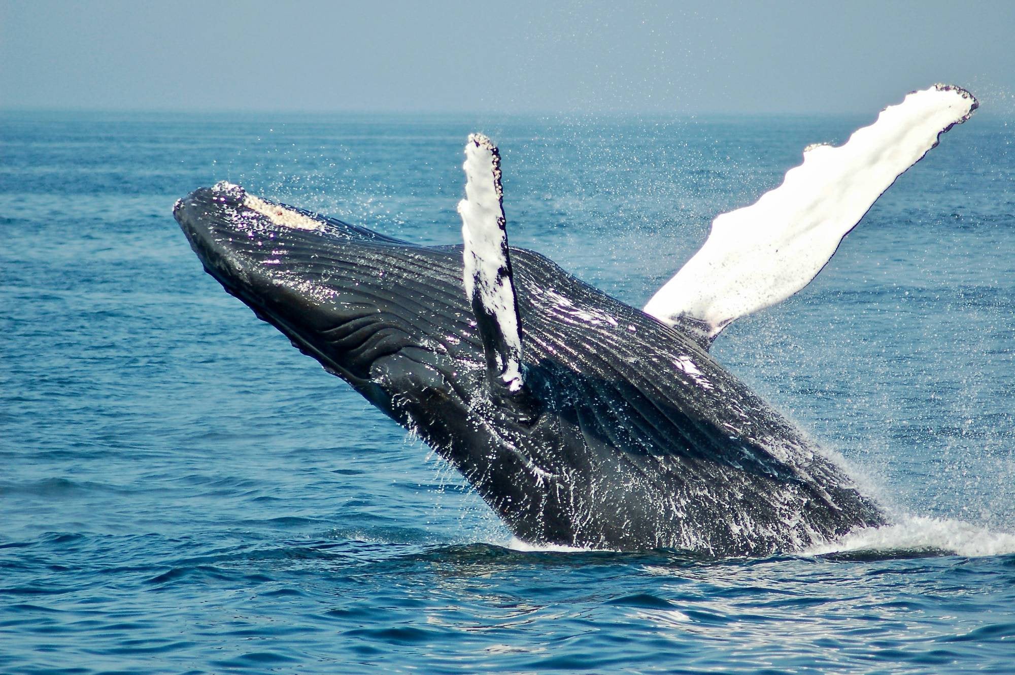 Une baleine à bosse en plein saut