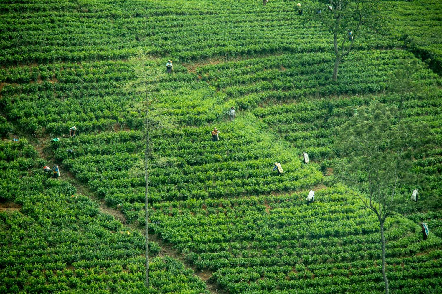 Cueillette dans une plantation de thé