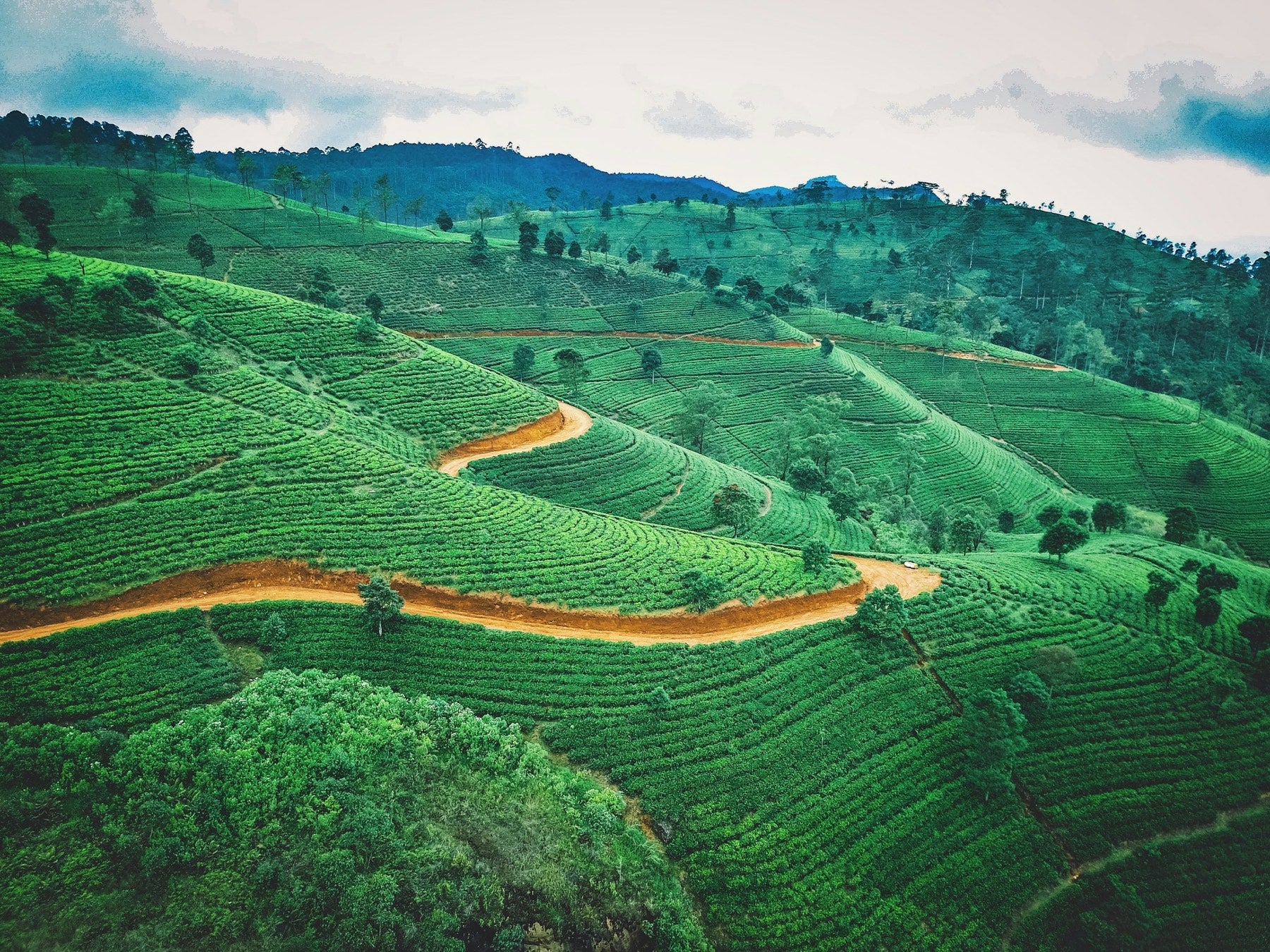 Les plantations de thé vues du ciel