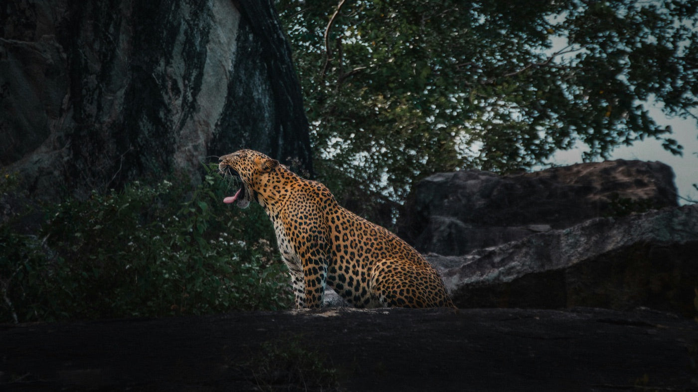 Léopard au parc national de Wilpattu