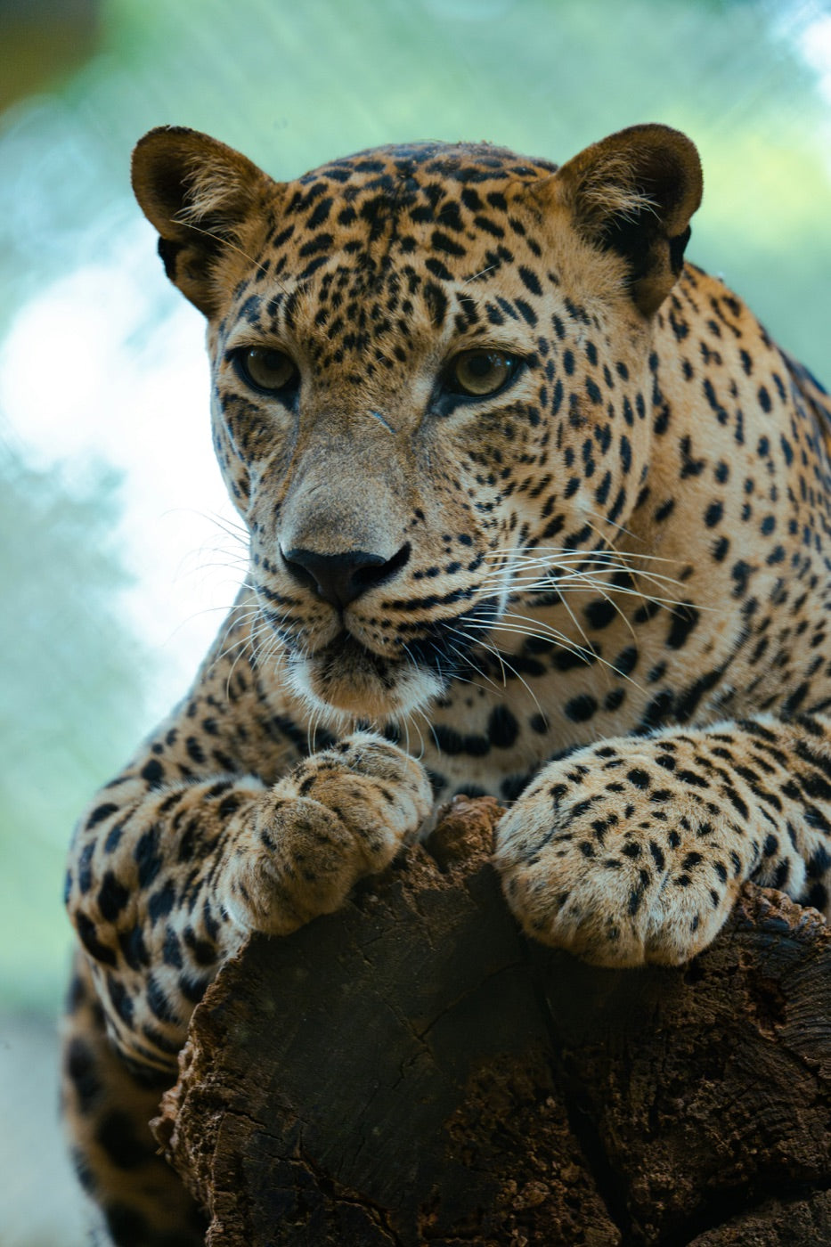 Léopard du Sri Lanka