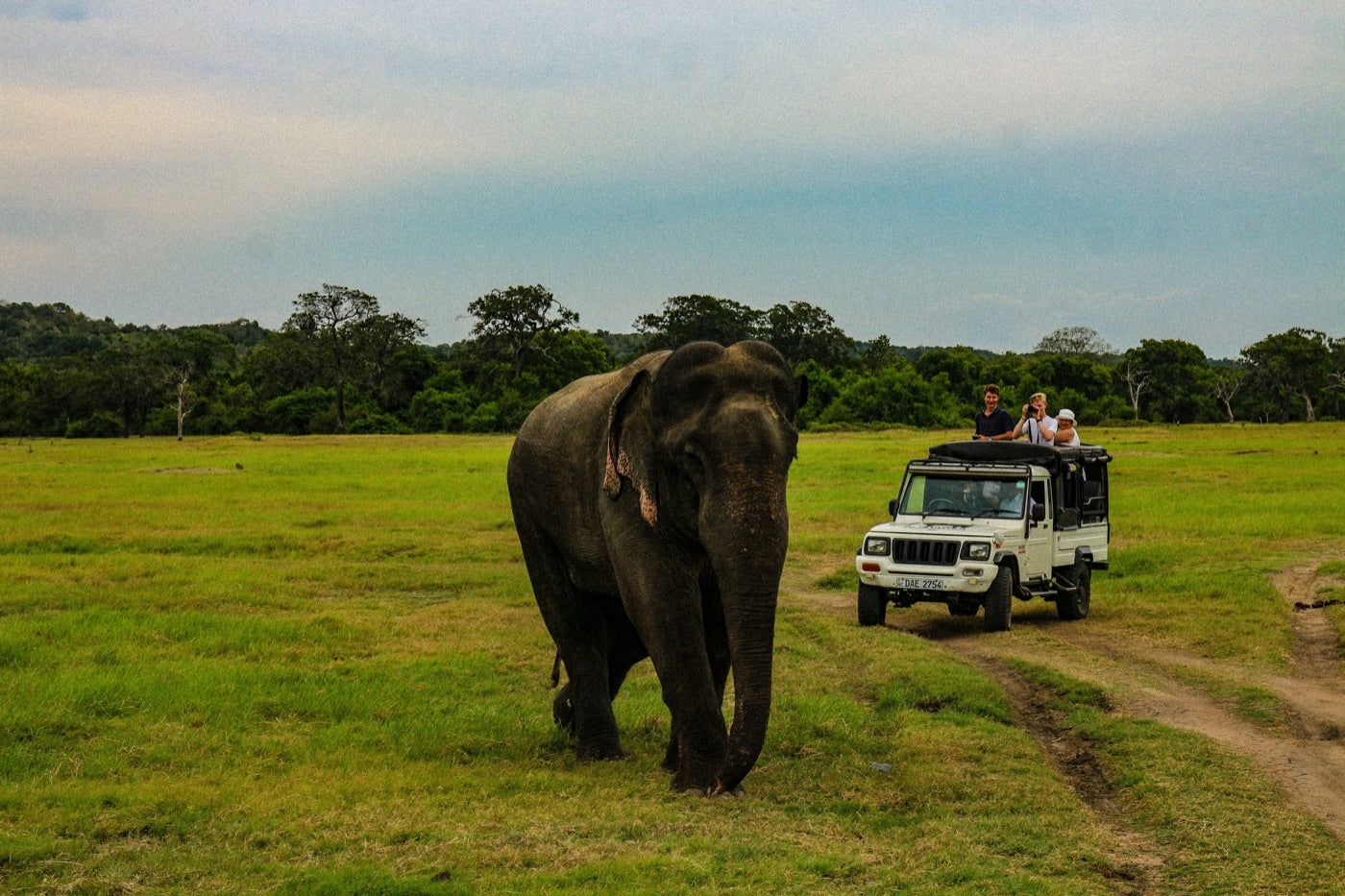 Éléphants sauvages au parc d'Udawalawe