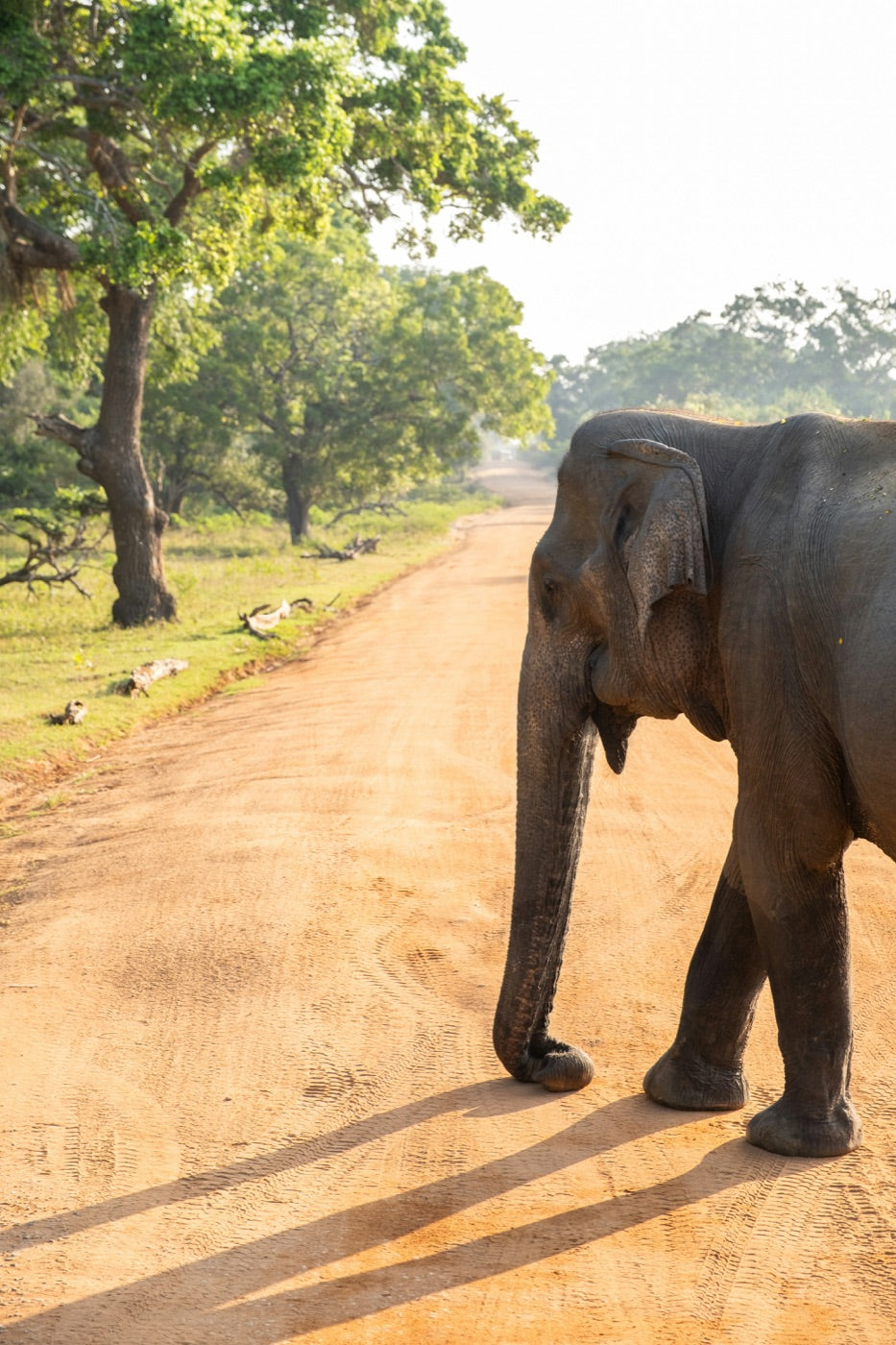 Éléphant sauvage au parc d'Udawalawe