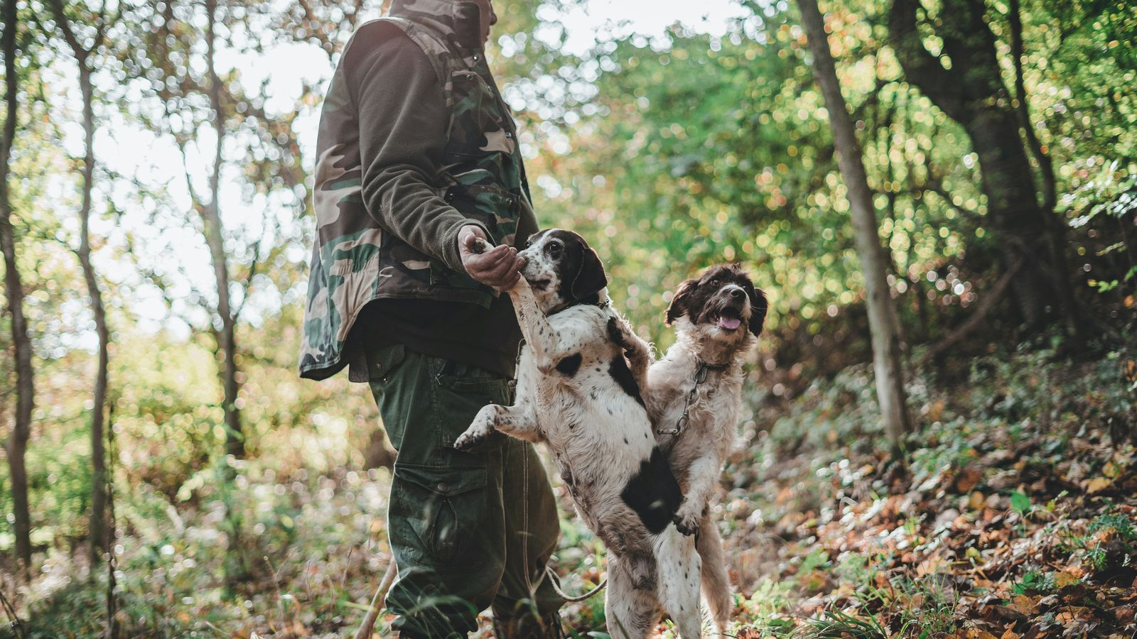 Un chercheur de truffes et ses deux chiens en forêt