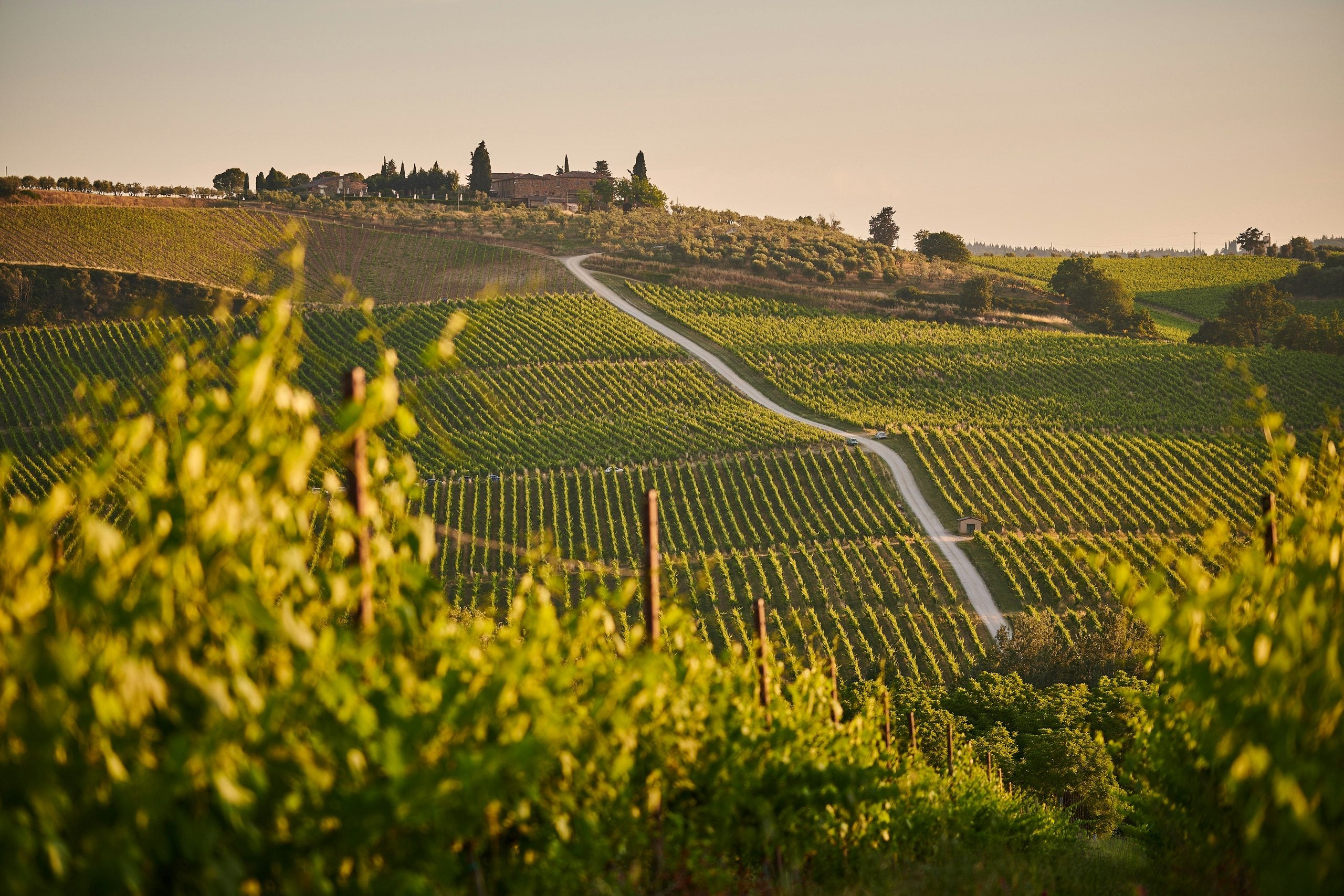 Vignobles toscans au soleil couchant, chemin blanc menant à un domaine entouré de cyprès