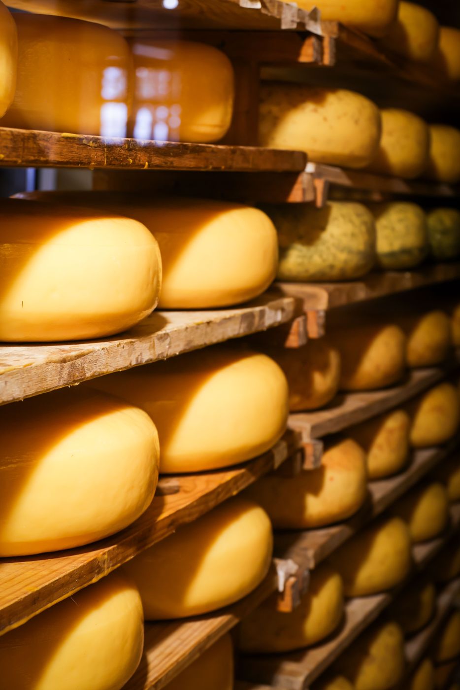Meules de pecorino en affinage sur des planches de bois